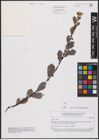 Foto von Salix aurita L.